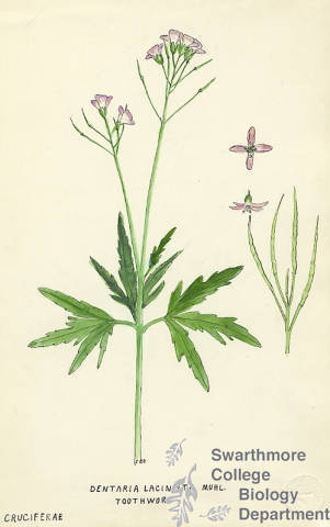 Botanical drawing of genus Dentaria and species laciniata