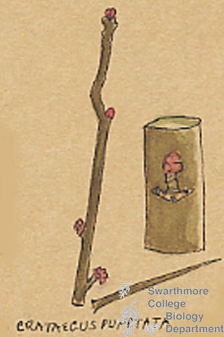 Botanical drawing of genus Crataegus and species punctata