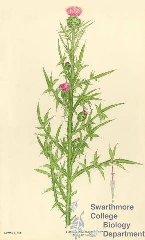 Botanical drawing of genus Cirsium and species lanceolatum