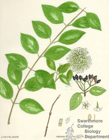 Botanical drawing of genus Viburnum and species prunifolium