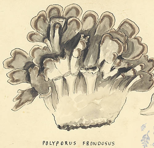 Botanical drawing of genus Polyporus and species frondosus