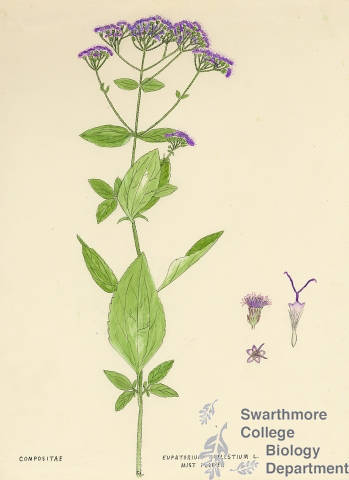 Botanical drawing of genus Eupatorium and species coelestium
