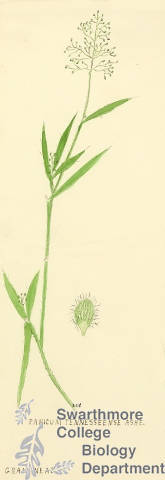 Botanical drawing of genus Panicum and species tennessense