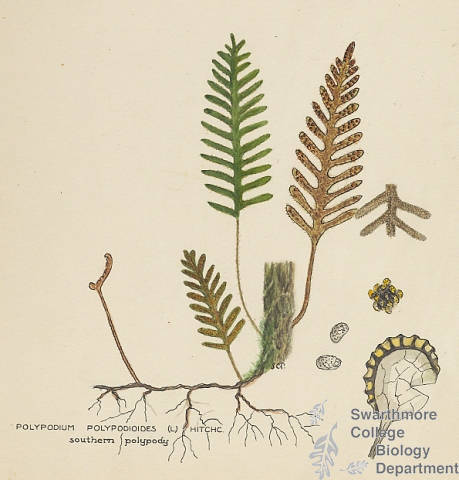 Botanical drawing of genus Polypodium and species polypodioides