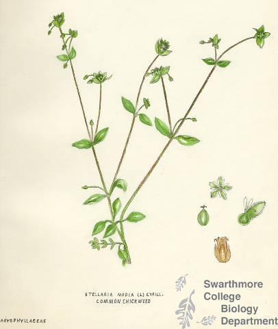 Botanical drawing of genus Stellaria and species media