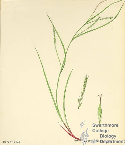 Botanical drawing of genus Carex and species debilis