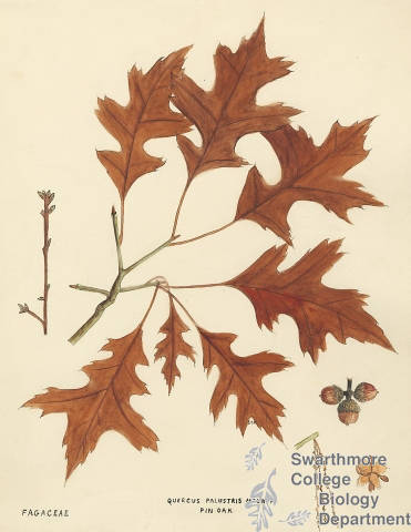 Botanical drawing of genus Quercus and species palustris