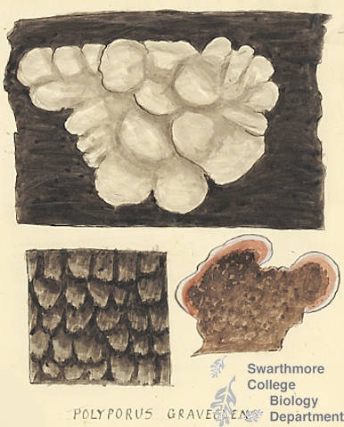 Botanical drawing of genus Polyporus and species graviolens