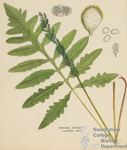Botanical drawing of genus Onoclea and species sensibilis