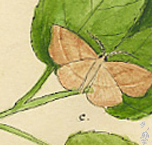 Botanical drawing of genus Therina and species endropiaria