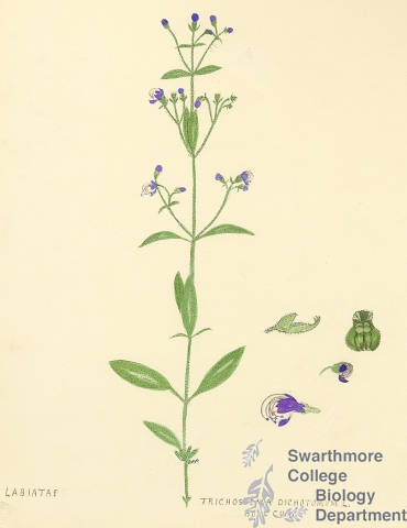 Botanical drawing of genus Trichostema and species dichotomum