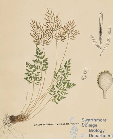 Botanical drawing of genus Cryptogramma and species acrostichoides