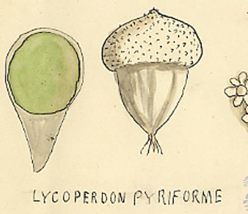 Botanical drawing of genus Lycoperdon and species pyriforme