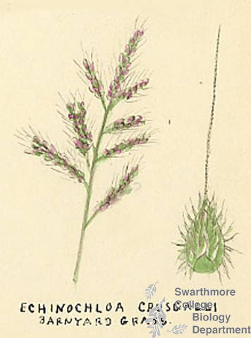 Botanical drawing of genus Echinochloa and species crusgalli