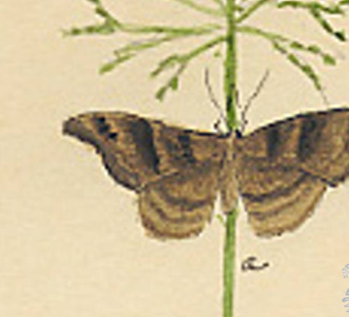 Botanical drawing of genus Drasteria and species crassiuscula