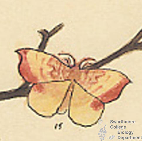 Botanical drawing of genus Oreta and species rosea