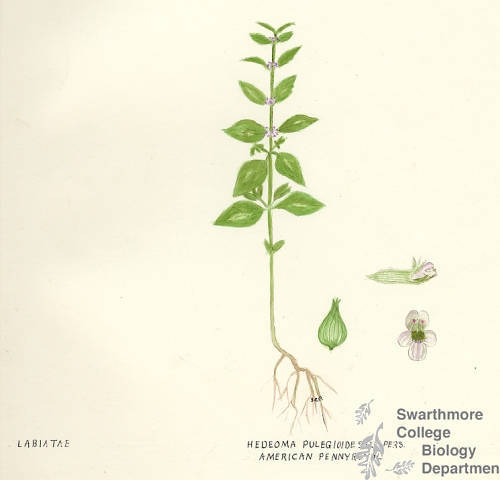 Botanical drawing of genus Hedeoma and species pulegioides
