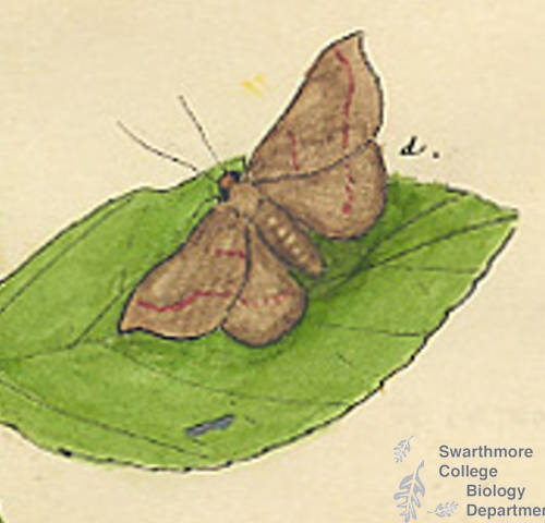 Botanical drawing of genus Glaea and species inulta