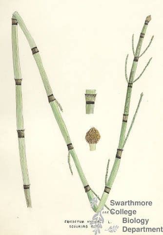 Botanical drawing of genus Equisetum and species hyemale