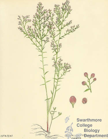 Botanical drawing of genus Lechea and species leggettii