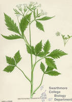 Botanical drawing of genus Cryptotaenia and species canadensis