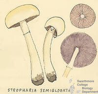 Botanical drawing of genus Stropharia and species semiglobata