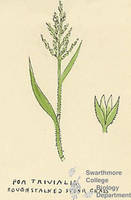 Botanical drawing of genus Poa and species trivialis