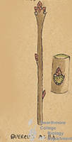 Botanical drawing of genus Quercus and species alba