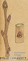 Botanical drawing of genus Pyrus and species communis