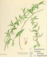 Botanical drawing of genus Salix and species babylonica