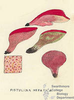 Botanical drawing of genus Fistulina and species hepatica