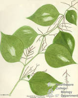 Botanical drawing of genus Polygonum and species cuspidatum