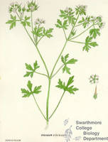Botanical drawing of genus Geranium and species sibericum