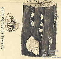 Botanical drawing of genus Crepidotus and species versutus