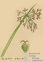 Botanical drawing of genus Scirpus and species validus
