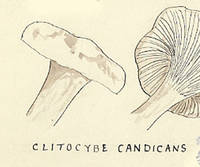 Botanical drawing of genus Clitocybe and species candicans