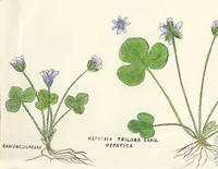 Botanical drawing of genus Hepatica and species triloba