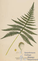 Botanical drawing of genus Phegopteris and species hexagonoptera