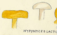 Botanical drawing of genus Hypomyces and species lectifluorum