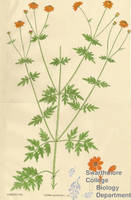 Botanical drawing of genus Cosmos and species sulphurea