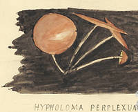 Botanical drawing of genus Hypholoma and species perplexum