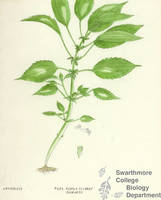 Botanical drawing of genus Pilea and species pumila