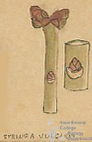 Botanical drawing of genus Syringa and species vulgaris