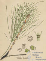 Botanical drawing of genus Equisetum and species arvense