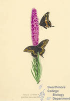 Botanical drawing of genus Papilio and species asterias