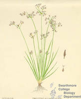 Botanical drawing of genus Fimbristylis and species autumnalis