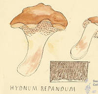 Botanical drawing of genus Hydnum and species repandum