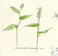 Botanical drawing of genus Maiathemum and species canadense