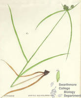 Botanical drawing of genus Cyperus and species ovularis