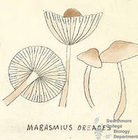Botanical drawing of genus Marasmius and species oreades